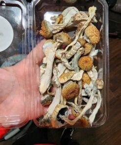 Golden Teacher Mushrooms