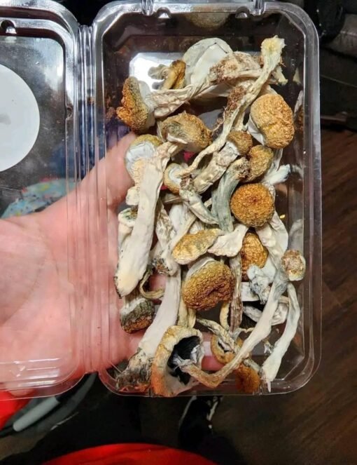 Golden Teacher Mushrooms