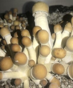 penis envy mushrooms