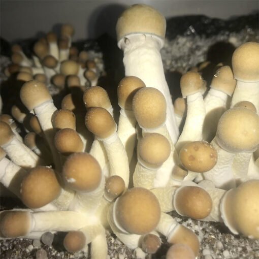 penis envy mushrooms
