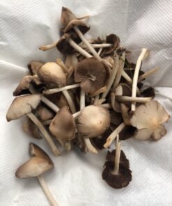 liberty caps mushrooms
