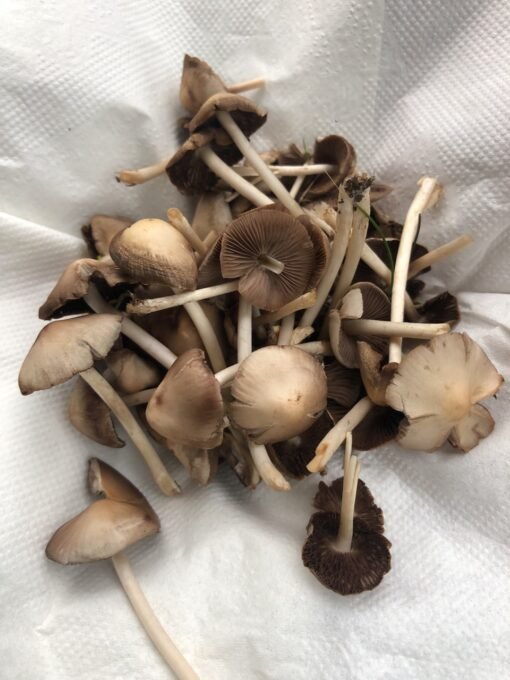 liberty caps mushrooms